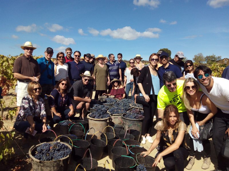 Douro vindimas grape harvest